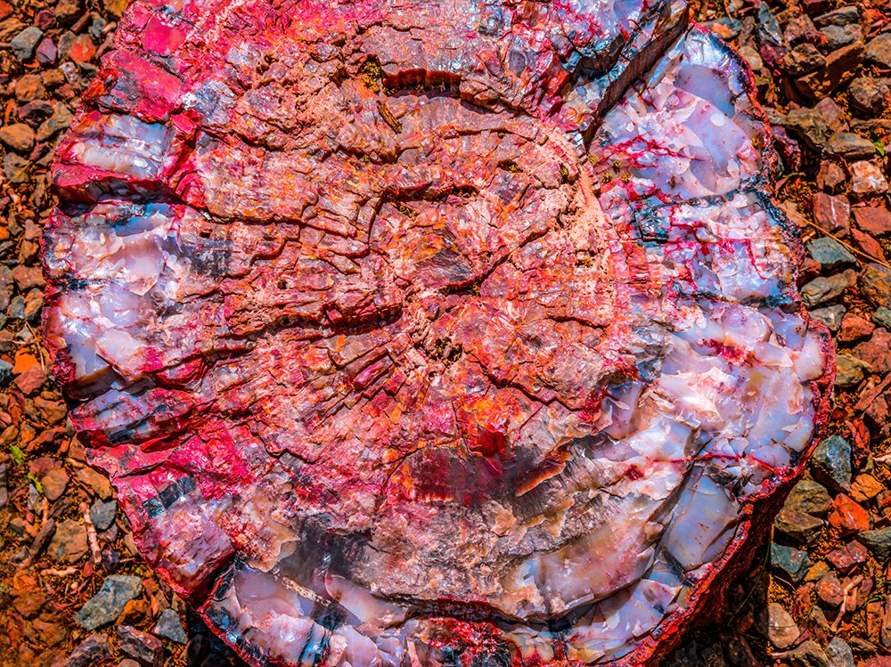 Red-blue-orange petrified wood-Visitor Center-Petrified Forest National Park-Arizona art print by William Perry for $57.95 CAD