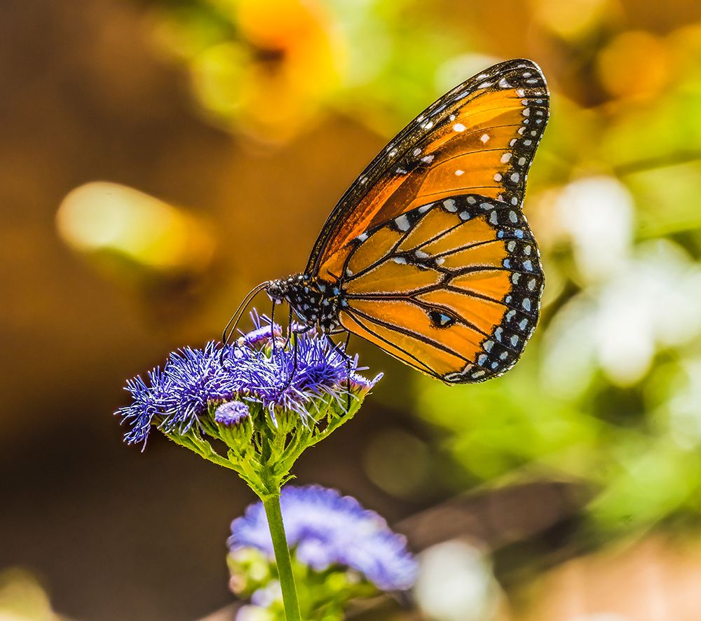 Queen butterfly on blue weed flower. Native to North and South America art print by William Perry for $57.95 CAD
