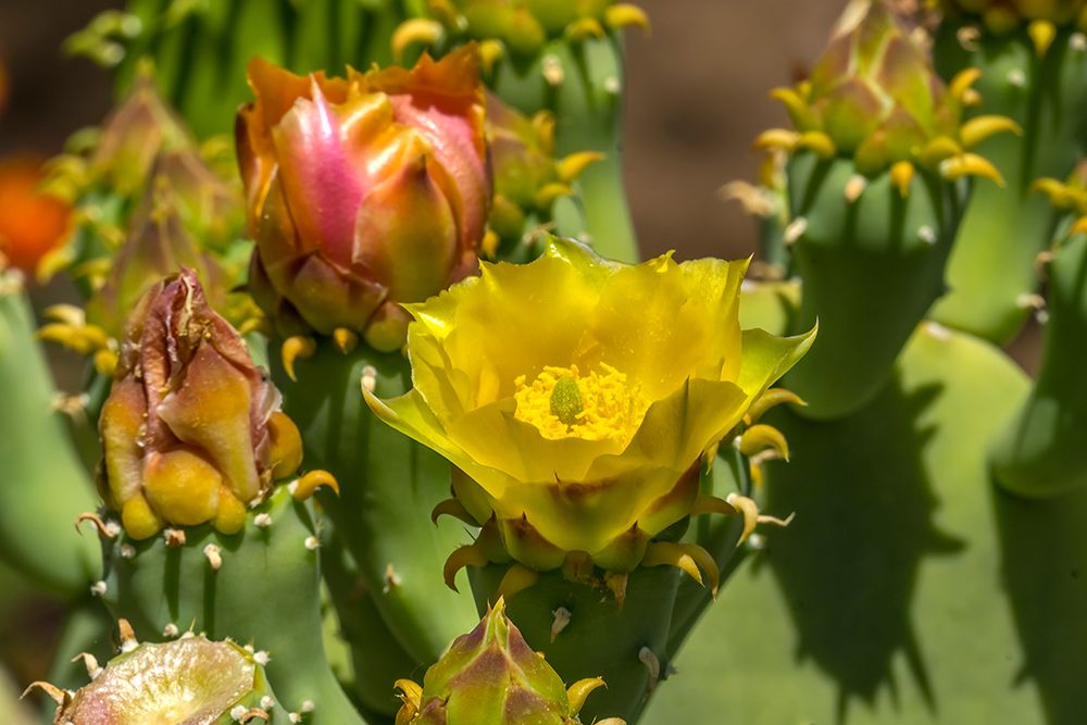 Plains prickly pear cactus blooming- Desert Botanical Garden- Phoenix- Arizona. art print by William Perry for $57.95 CAD