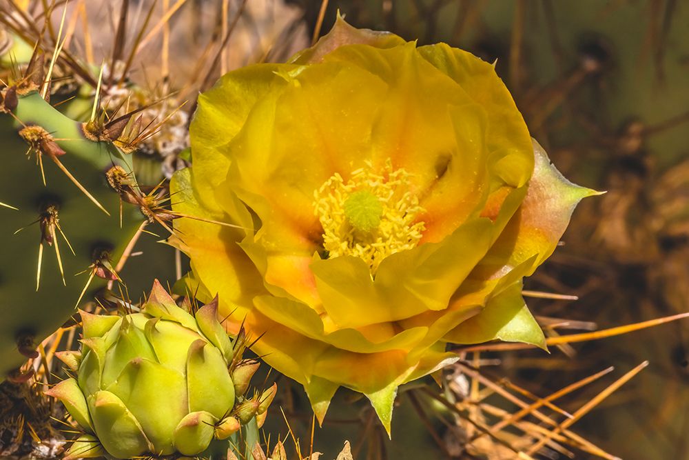 Prickly pear cactus blooming- Desert Botanical Garden- Phoenix- Arizona. art print by William Perry for $57.95 CAD