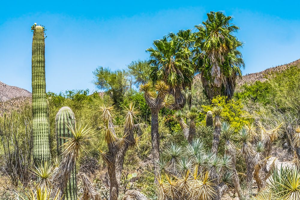 Saguaro cactus-Saguaro National Park Sonoran Desert-Tucson-Arizona. USA. art print by William Perry for $57.95 CAD