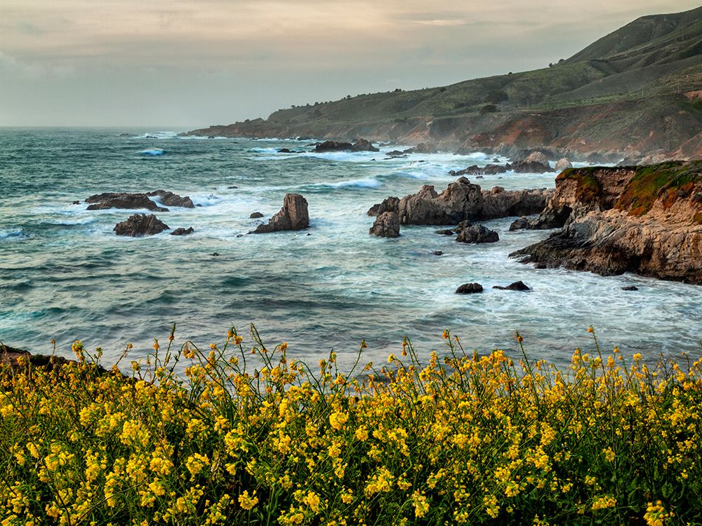 USA-California-Big Sur Dusk and mustard plants at Soberanes Cove art print by Ann Collins for $57.95 CAD