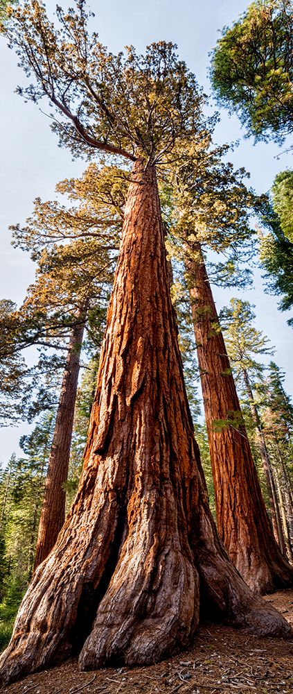 USA-California-Yosemite National Park Giant Sequoia trees in Mariposa Grove art print by Ann Collins for $57.95 CAD