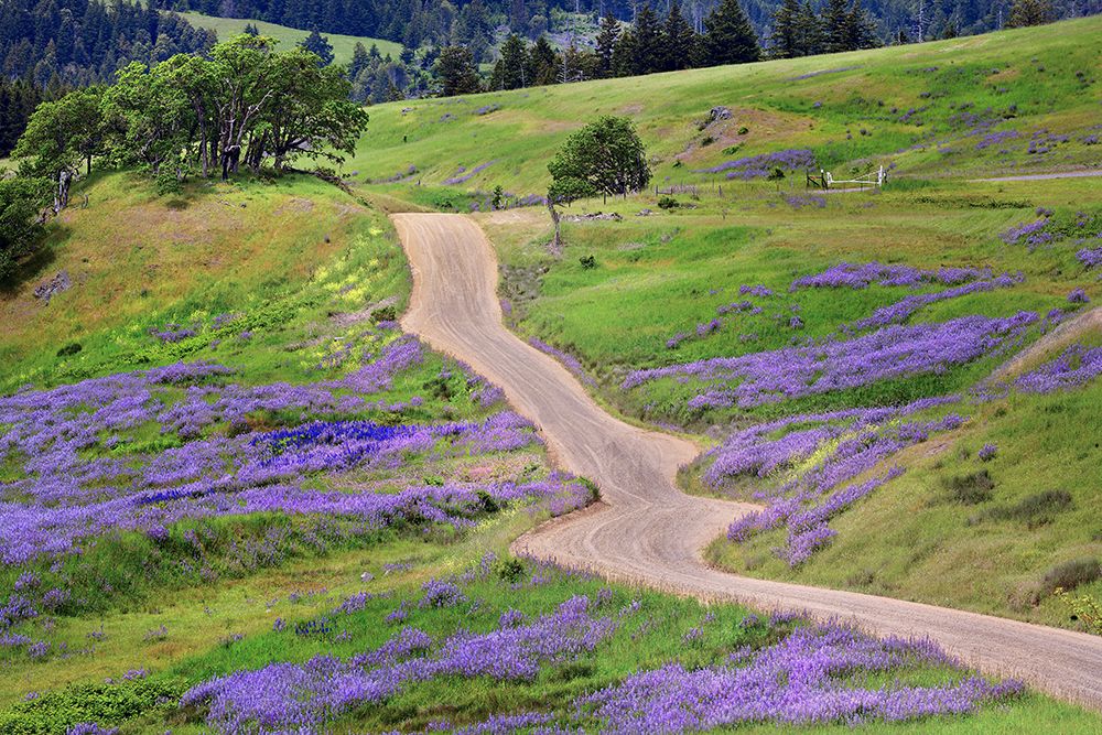 Bald Hills Road through lupine flowers-California art print by Adam Jones for $57.95 CAD