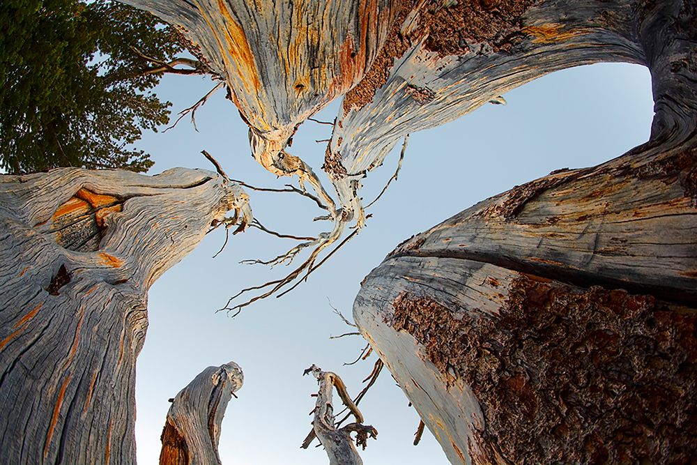 Upward view of twisted pine trees-Tuolumne Meadows-Yosemite National Park-California art print by Adam Jones for $57.95 CAD