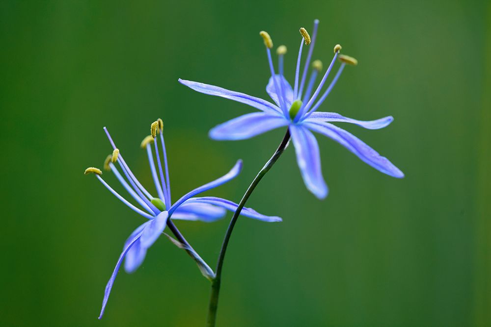 Indian Camas-Tuolumne Meadows-Yosemite National Park-California art print by Adam Jones for $57.95 CAD