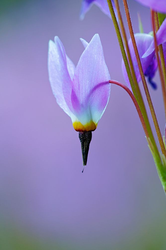 Meadow of Jeffreys Shooting star flowers-Tuolumne Meadows-Yosemite National Park-California art print by Adam Jones for $57.95 CAD