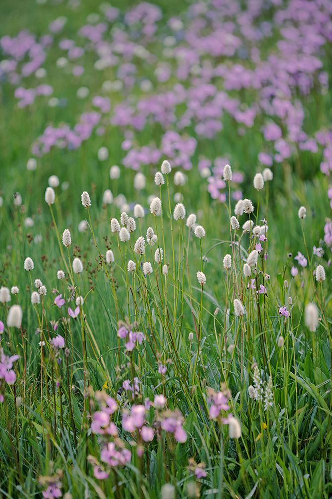 Bistort flowers Tuolumne Meadows-Yosemite National Park-California art print by Adam Jones for $57.95 CAD