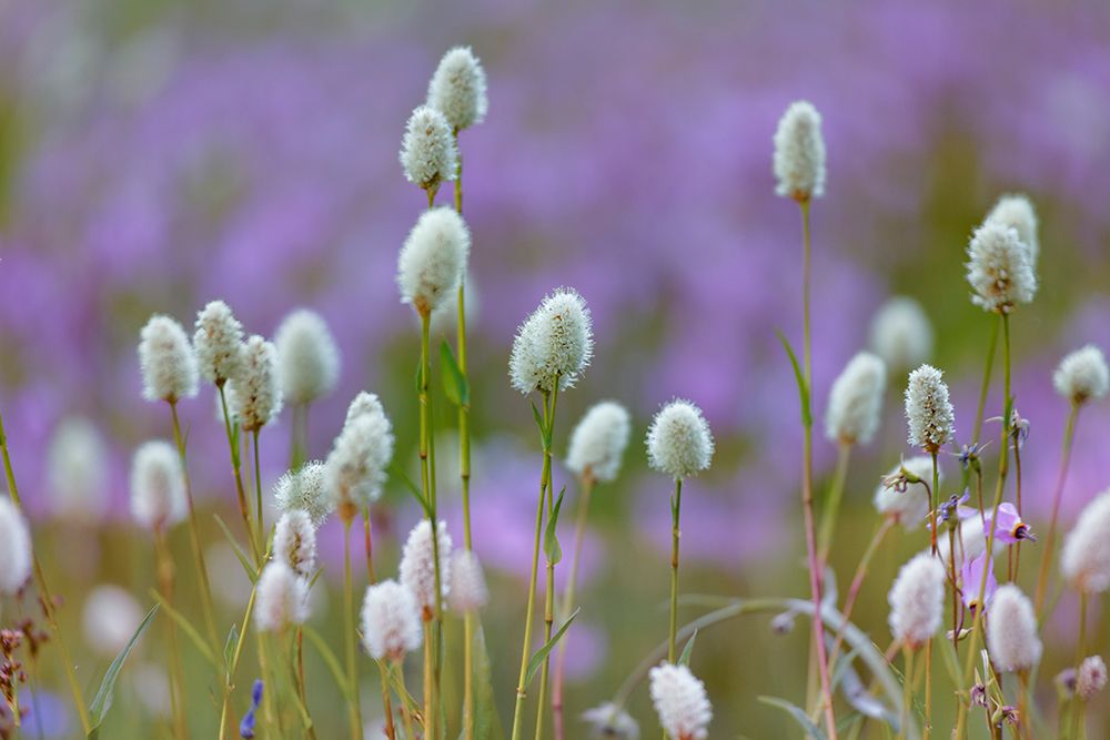 Bistort flowers Tuolumne Meadows-Yosemite National Park-California art print by Adam Jones for $57.95 CAD