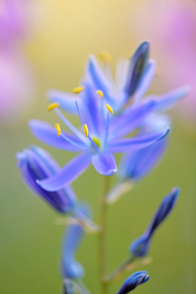 Indian Camas-Tuolumne Meadows-Yosemite National Park-California art print by Adam Jones for $57.95 CAD