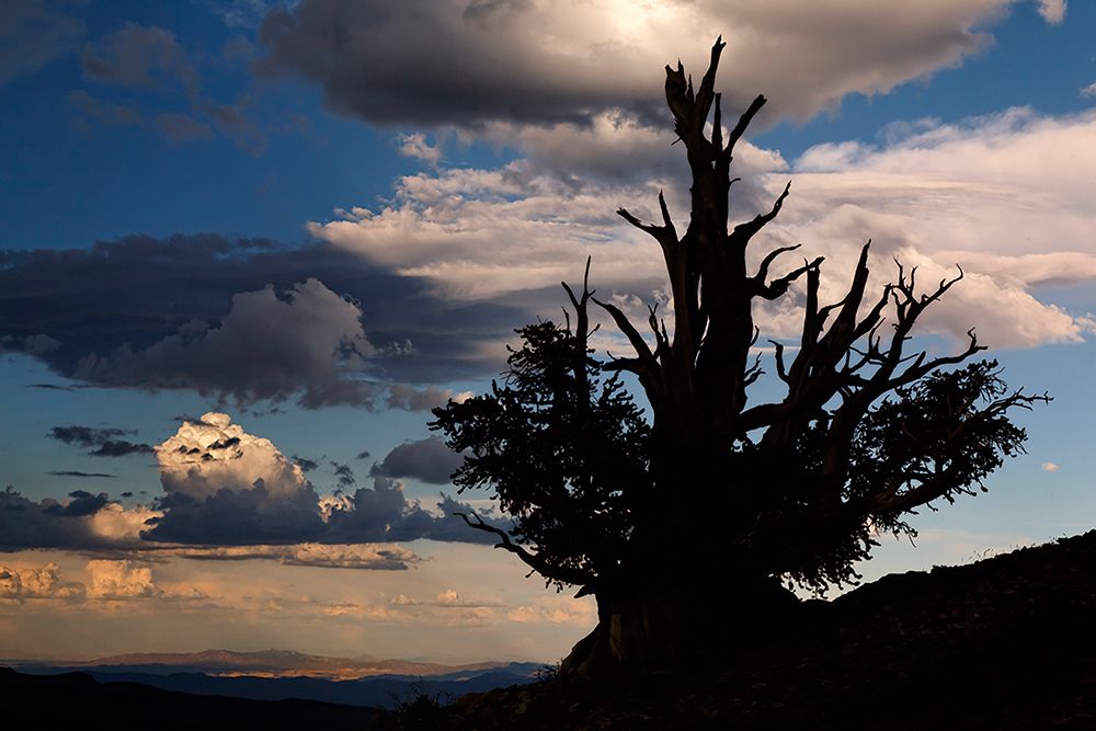 Bristlecone pine silhouetted at sunset-White Mountains-Inyo National Forest-California art print by Adam Jones for $57.95 CAD