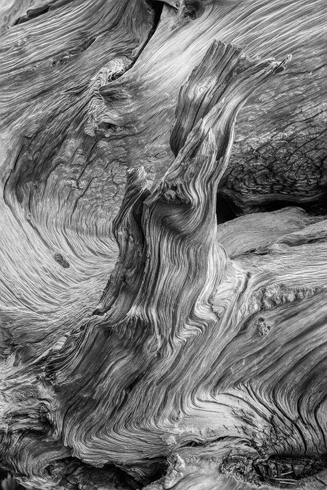 Pattern in wood of Bristlecone pine-White Mountains-Inyo National Forest-California art print by Adam Jones for $57.95 CAD