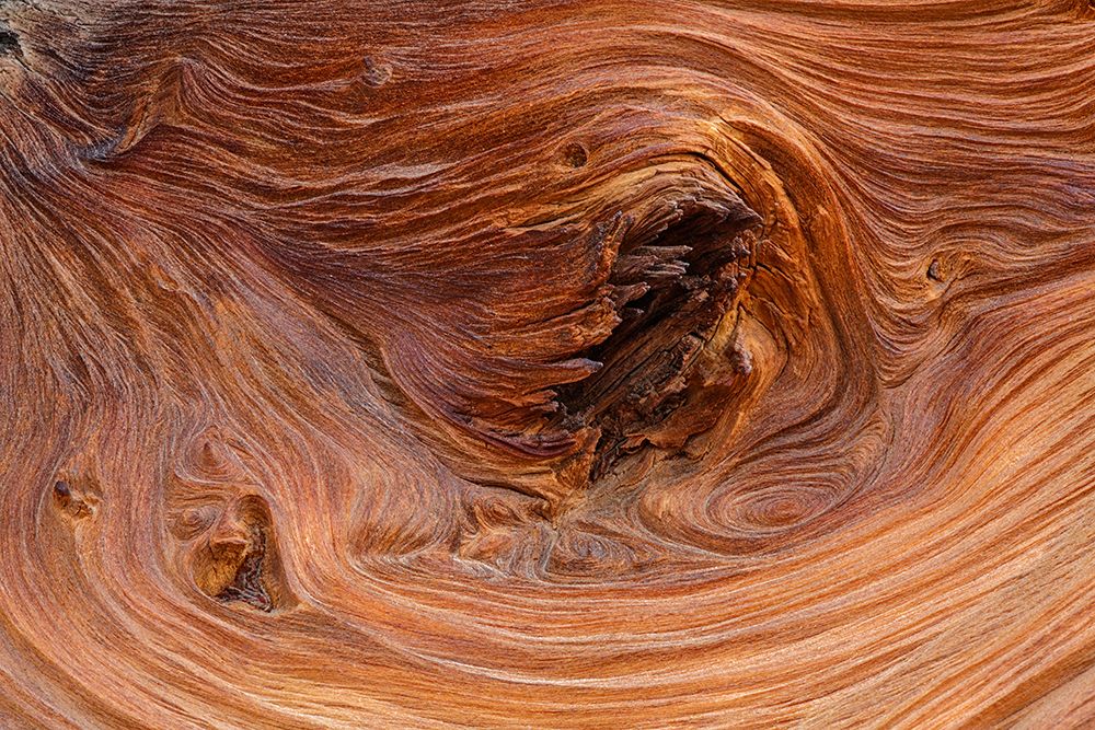 Pattern in wood of Bristlecone pine-White Mountains-Inyo National Forest-California art print by Adam Jones for $57.95 CAD