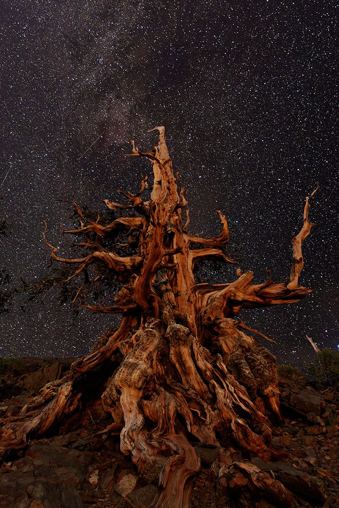 Bristlecone pine and Milky Way-White Mountains-Inyo National Forest-California art print by Adam Jones for $57.95 CAD