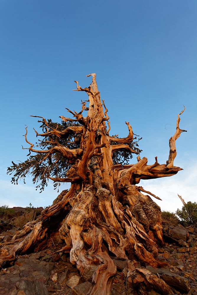 Bristlecone pine at sunset-White Mountains-Inyo National Forest-California art print by Adam Jones for $57.95 CAD