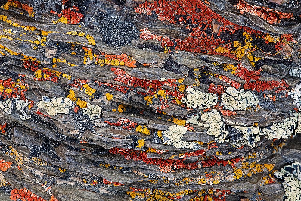 Colorful red and yellow lichens on rocks-eastern Sierra Range-California art print by Adam Jones for $57.95 CAD