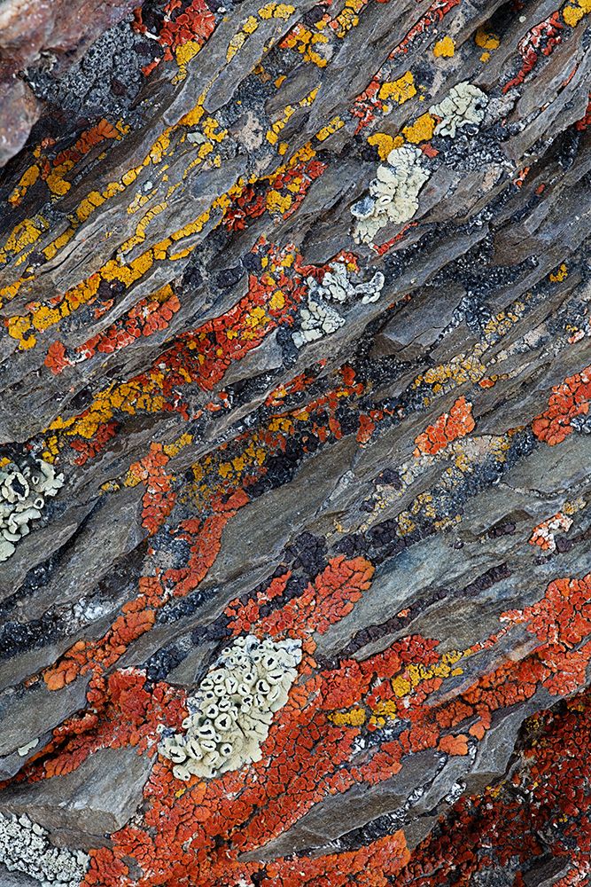 Colorful red and yellow lichens on rocks-eastern Sierra Range-California art print by Adam Jones for $57.95 CAD