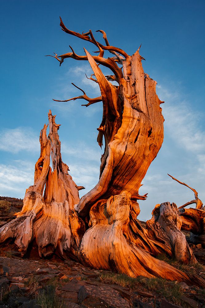 Bristlecone pine at sunset-White Mountains-Inyo National Forest-California art print by Adam Jones for $57.95 CAD