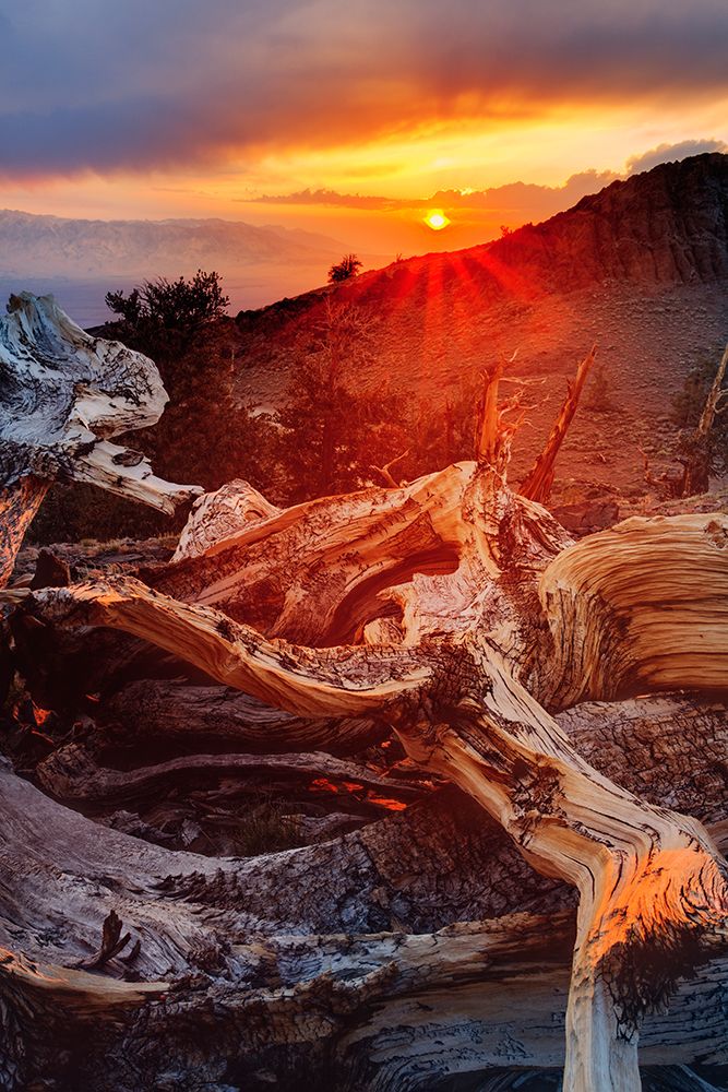 Bristlecone pine at sunset-White Mountains-Inyo National Forest-California art print by Adam Jones for $57.95 CAD