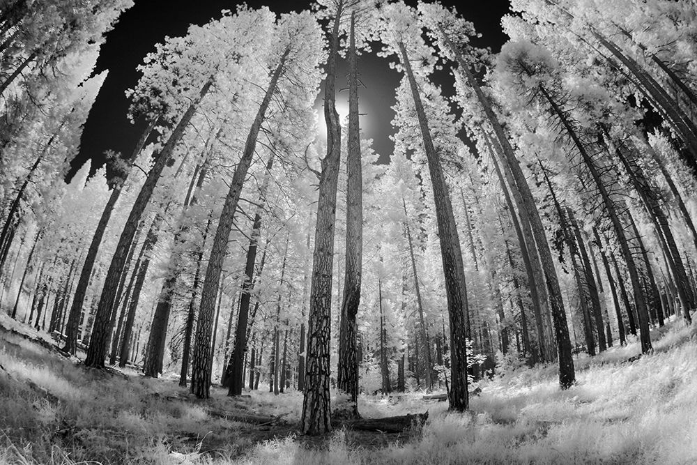 Infrared image of view up through trees-Yosemite National Park-California art print by Adam Jones for $57.95 CAD