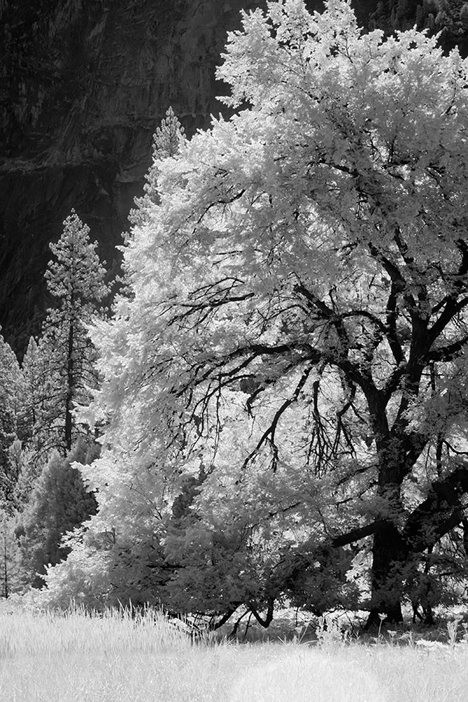 Yosemite Valley in infrared black and white-Yosemite National Park-California art print by Adam Jones for $57.95 CAD