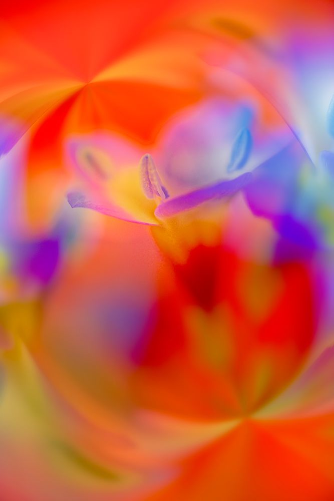 Abstract of Davy Gilia flowers-Antelope Valley California Poppy Preserve-Lancaster-California art print by Adam Jones for $57.95 CAD