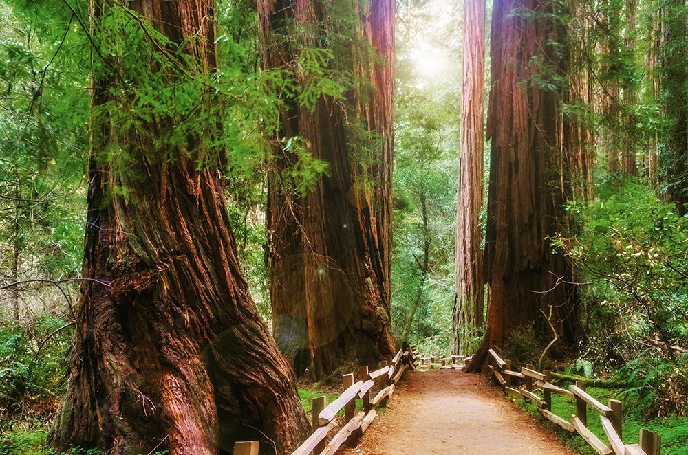 Muir Woods National Monument-Marin County-California-USA art print by Anna Miller for $57.95 CAD
