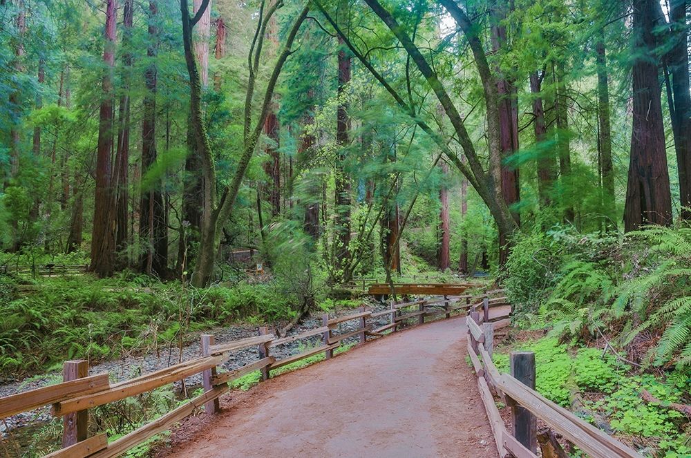 Muir Woods National Monument-Marin County-California-USA art print by Anna Miller for $57.95 CAD
