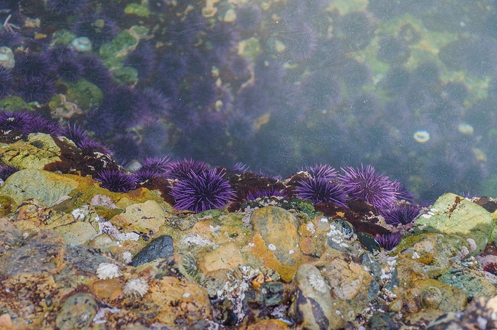 Purple Sea Urchins-Point Lobos State Natural Reserve-California-USA art print by Anna Miller for $57.95 CAD