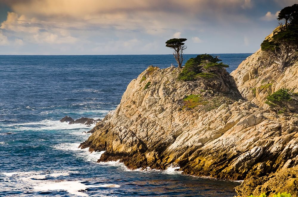 Cypress on Coastal Cliff-Point Lobos State Natural Reserve-California-USA art print by Anna Miller for $57.95 CAD