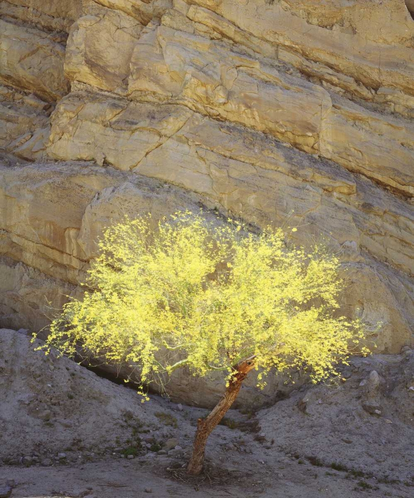 CA, Mecca Hills, A flowering Palo Verde tree art print by Christopher Talbot Frank for $57.95 CAD