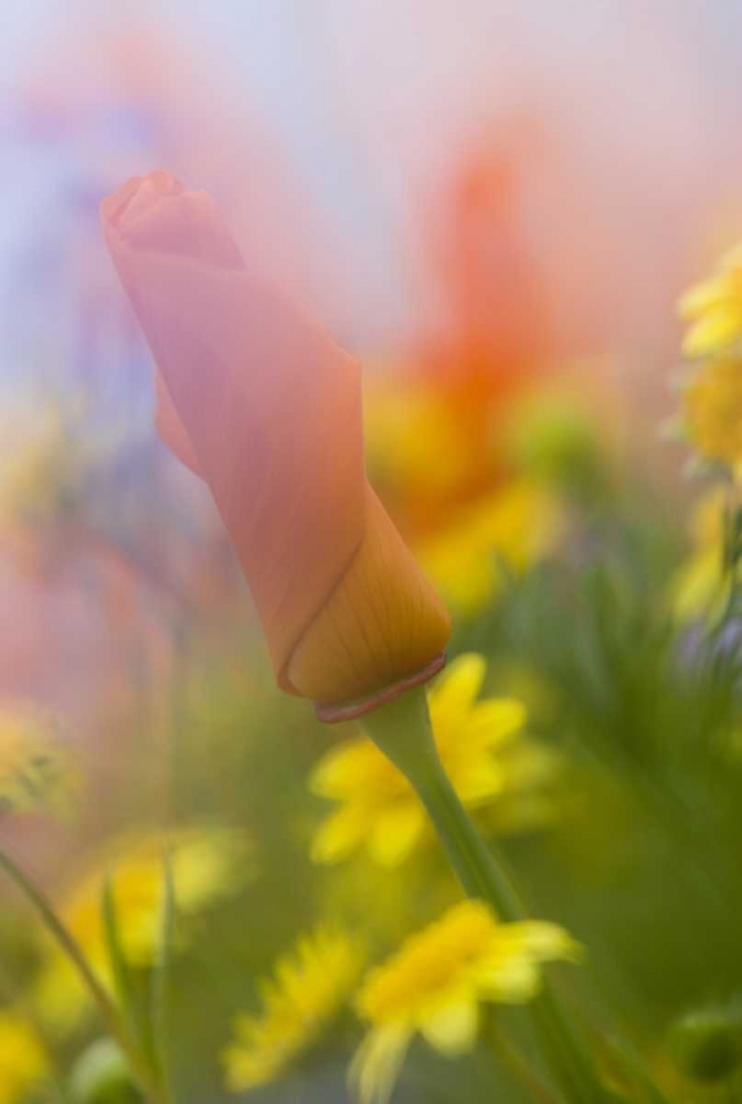 CA, Antelope Valley, Abstract of poppies art print by Ellen Anon for $57.95 CAD