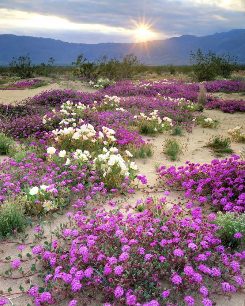 CA, Anza-Borrego Desert wildflowers at sunset art print by Christopher Talbot Frank for $57.95 CAD