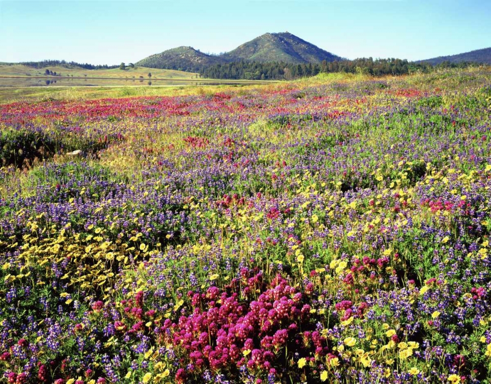 CA, Cuyamaca Rancho SP Meadow of flowers art print by Christopher Talbot Frank for $57.95 CAD