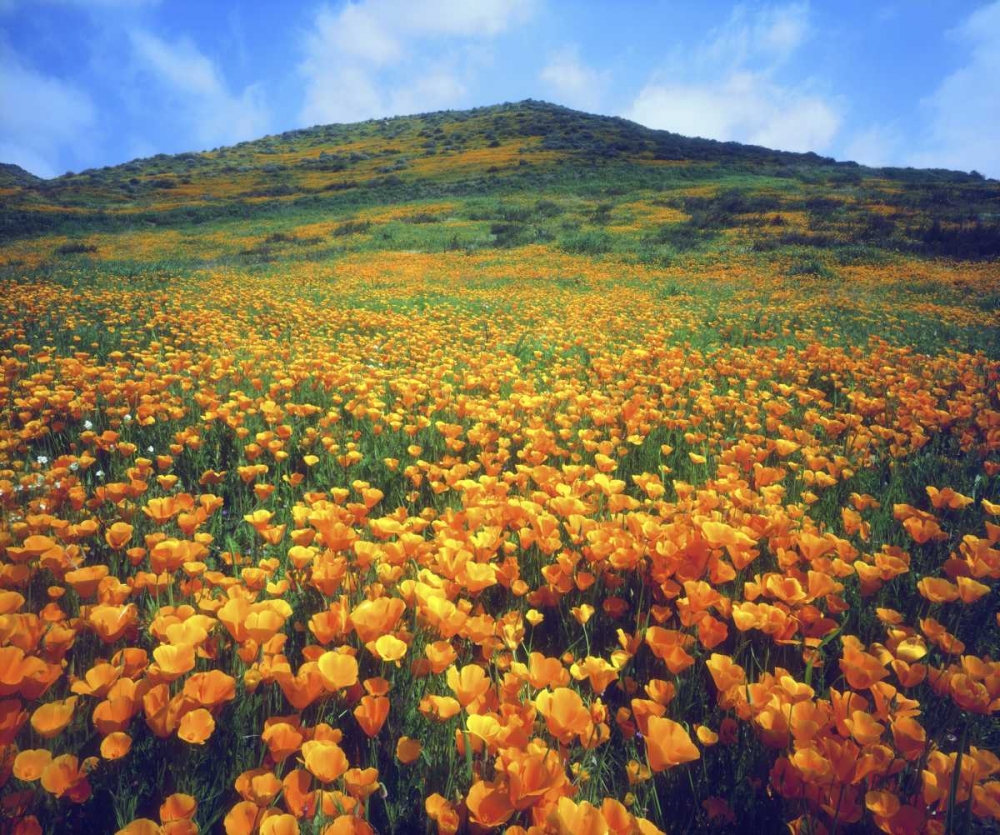 CA, Lake Elsinore California poppies on a hill art print by Christopher Talbot Frank for $57.95 CAD