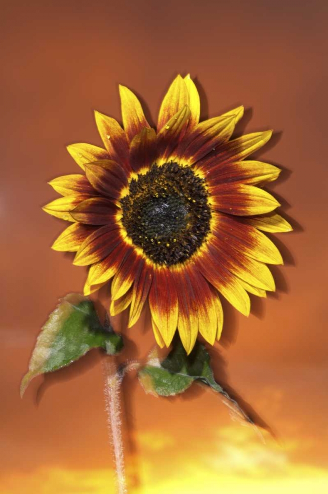 California, San Diego, Hybrid sunflower at sunset art print by Christopher Talbot Frank for $57.95 CAD