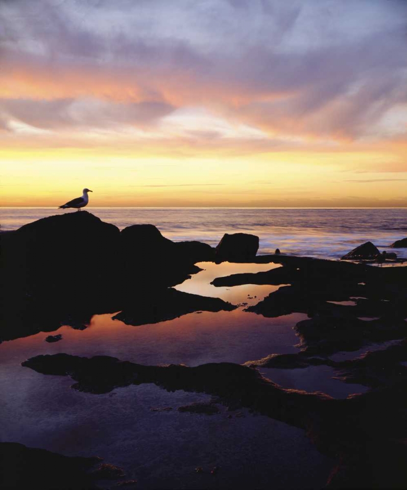 CA, San Diego Seagull at Sunset Cliffs tide pool art print by Christopher Talbot Frank for $57.95 CAD