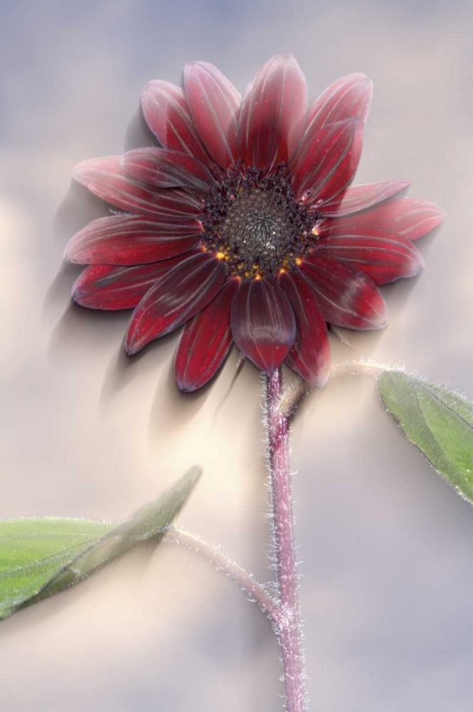 California, San Diego, Hybrid sunflower at sunset art print by Christopher Talbot Frank for $57.95 CAD