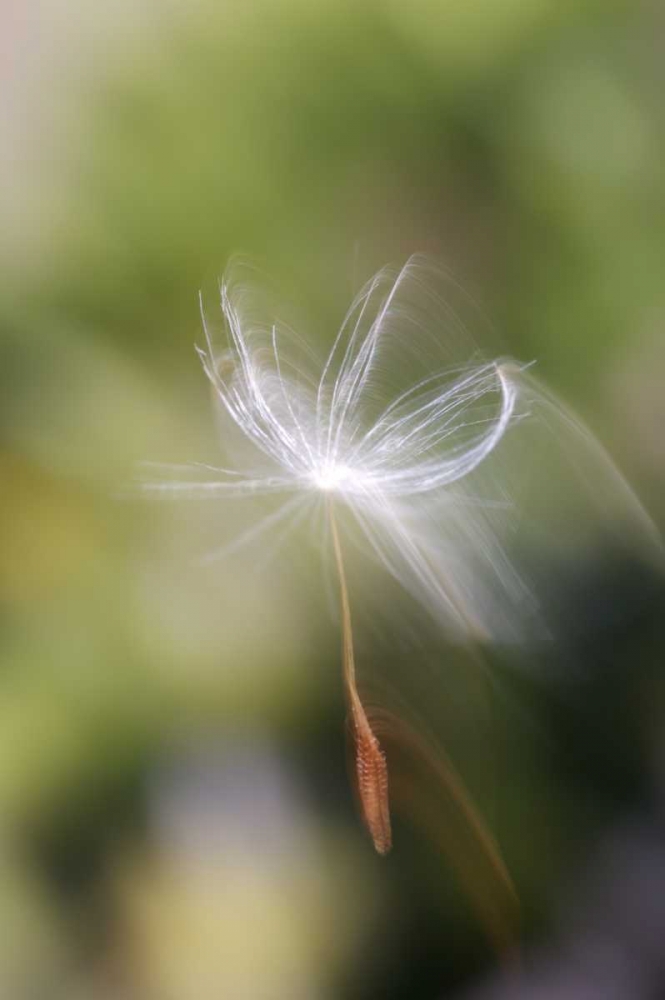 CA, San Diego, Dandelion seed blowing in the wind art print by Christopher Talbot Frank for $57.95 CAD
