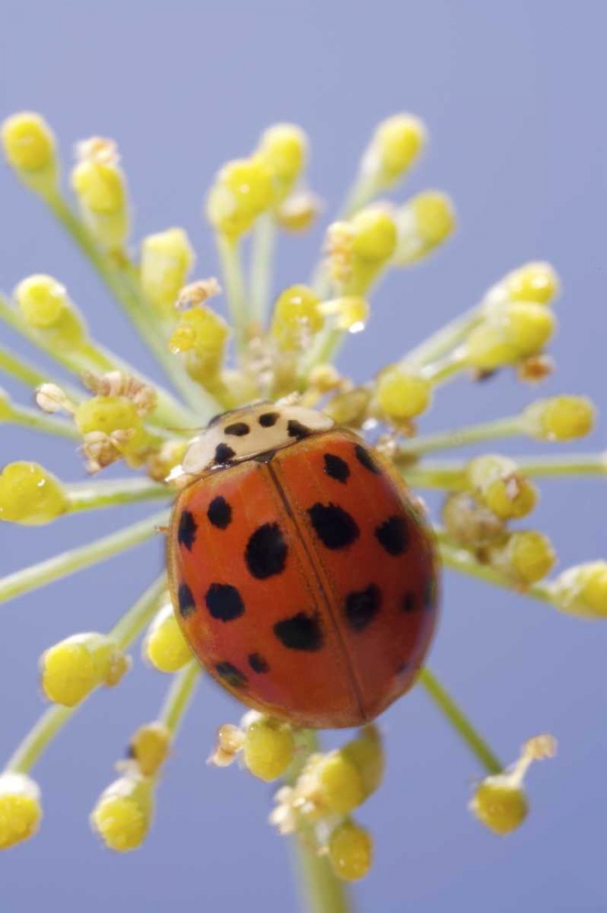 California, San Diego, A lady beetle on a flower art print by Christopher Talbot Frank for $57.95 CAD