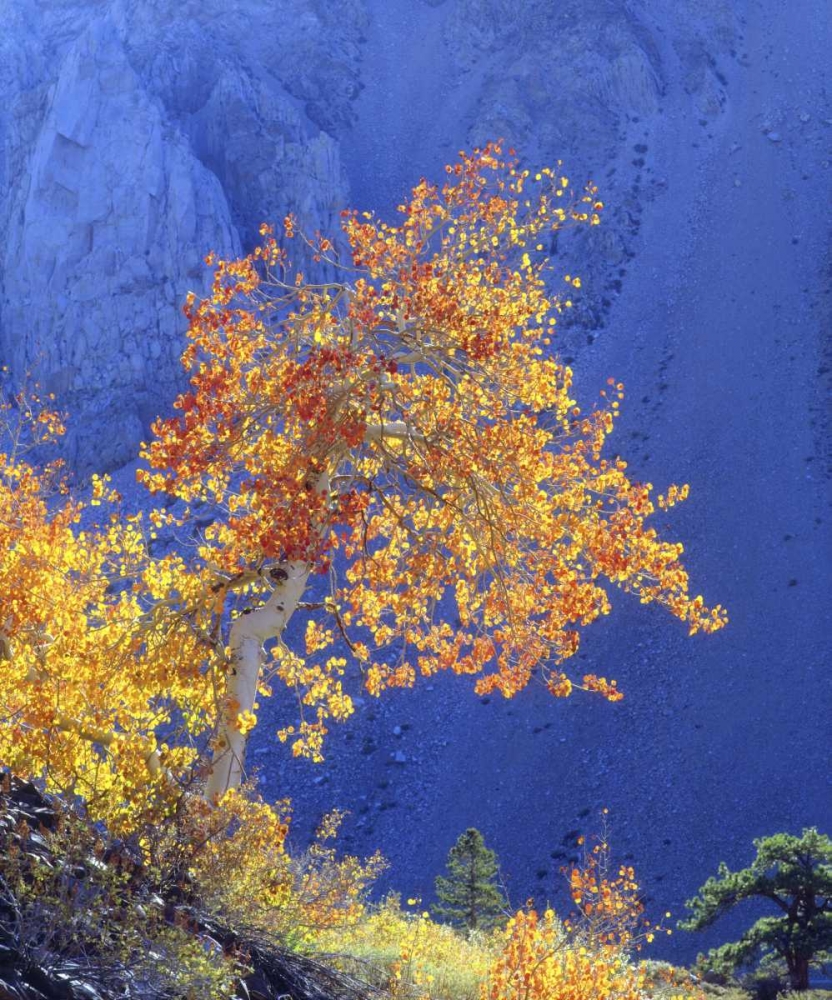 CA, Sierra Nevada Sunlight on an aspen in autumn art print by Christopher Talbot Frank for $57.95 CAD