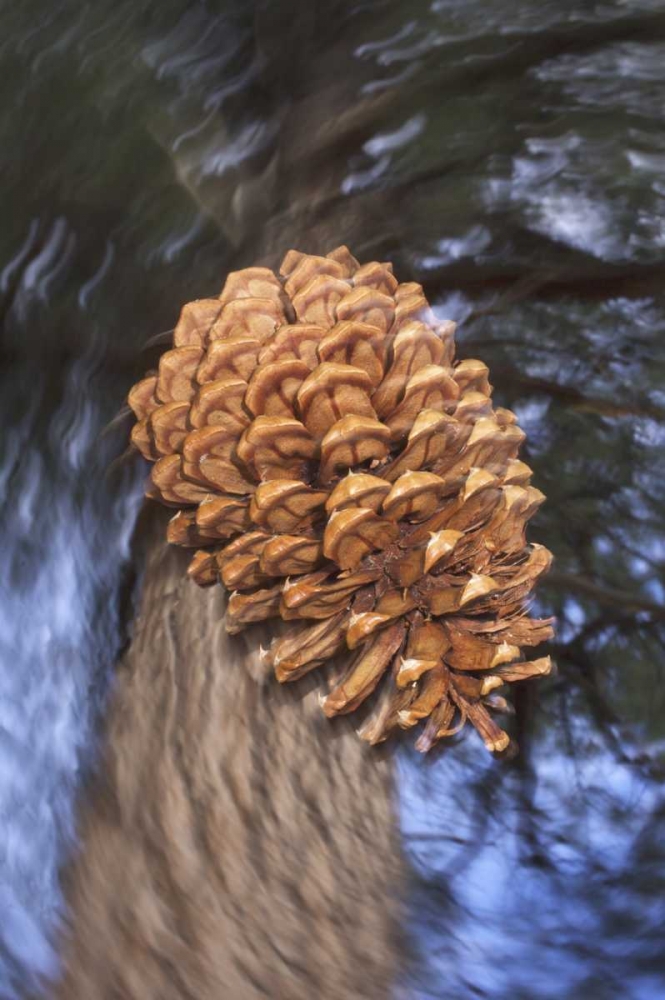 CA, Sierra Nevada, A Ponderosa pine cone art print by Christopher Talbot Frank for $57.95 CAD