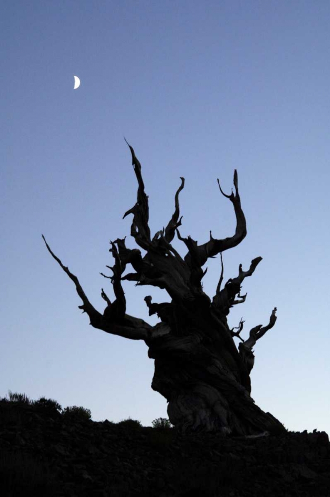 CA, White Mts, Moon and ancient bristlecone pine art print by Dennis Kirkland for $57.95 CAD