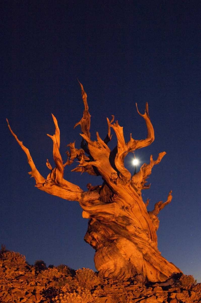 CA, White Mts, Moon and bristlecone pine tree art print by Dennis Kirkland for $57.95 CAD