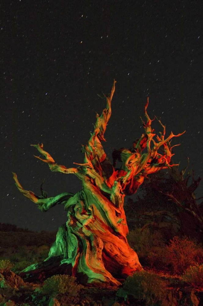 CA, White Mts, Bristlecone pine tree at night art print by Dennis Kirkland for $57.95 CAD