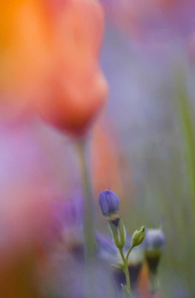 California, Abstract of poppies and gilia flowers art print by Ellen Anon for $57.95 CAD