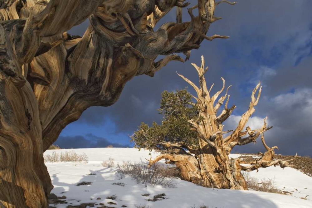 CA, White Mts Ancient bristlecone pine trees art print by Dennis Flaherty for $57.95 CAD