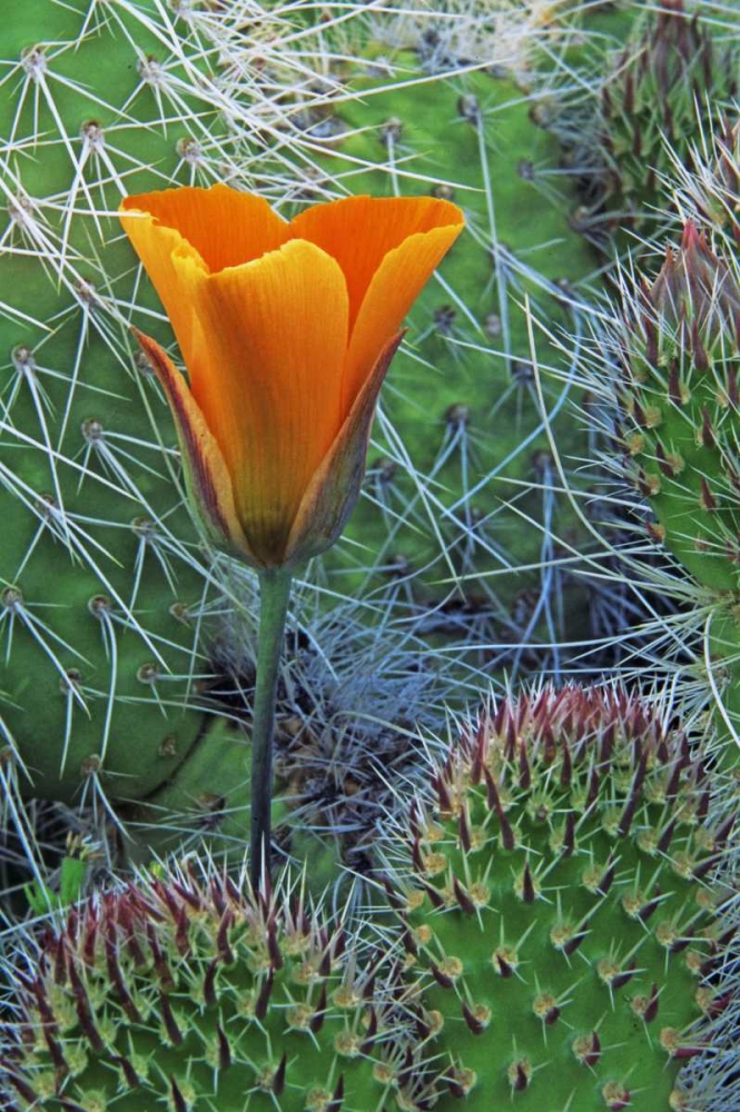 CA, Death Valley NP Mariposa tulip amid cacti art print by Dennis Flaherty for $57.95 CAD
