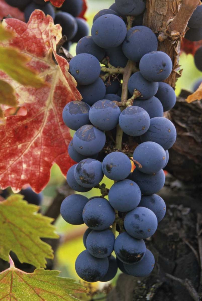 CA, Detail of Cabernet Sauvignon grapes art print by Dennis Flaherty for $57.95 CAD