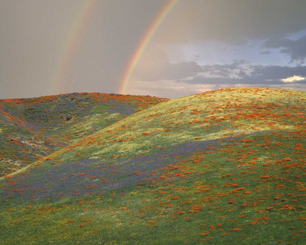 CA Hills with wildflowers and a double rainbow art print by Jim Zuckerman for $57.95 CAD